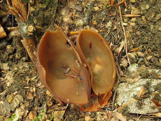 čiaška podvojná Phylloscypha phyllogena (Cooke) Van Vooren