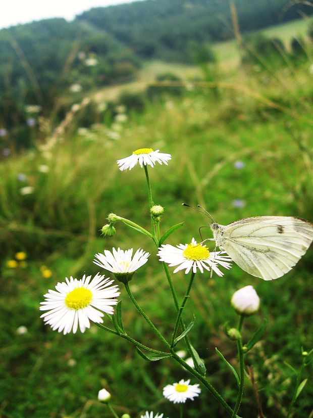 mlynárik repkový Pieris napi