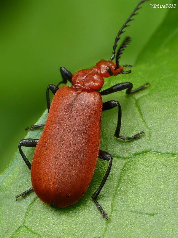 červenáčik Pyrochroa sernaticornis