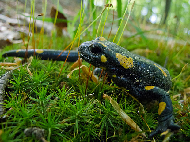 salamandra škvrnitá salamandra salamandra