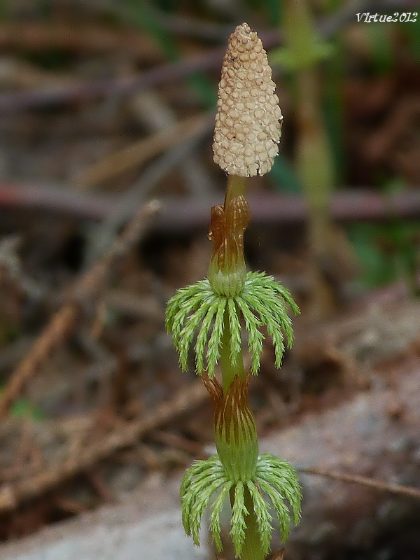 praslička lesná Equisetum sylvaticum L.