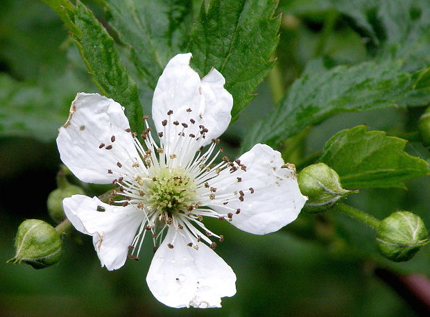 ostružina  Rubus sp.