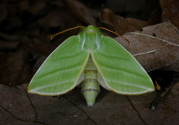 zelenka buková - Zeleněnka buková Pseudoips prasinana