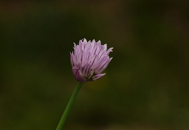 cesnak pažítkový Allium schoenoprasum L.