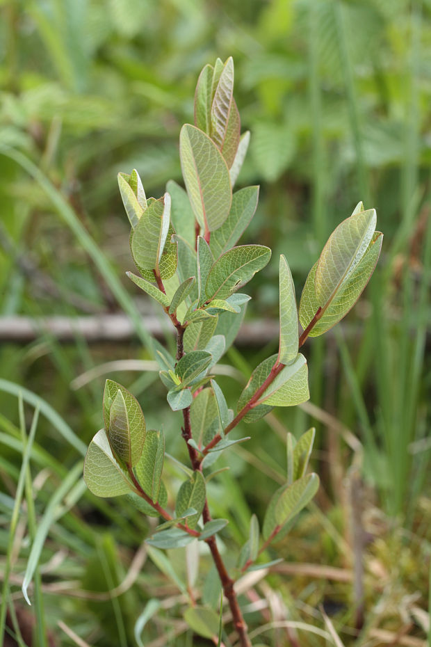 vŕba čučoriedkovitá Salix myrtilloides L.