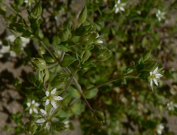 piesočnica dúškolistá Arenaria serpyllifolia L.