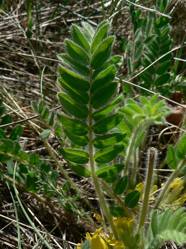 kozinec bezbyľový - kozinec bezlodyžný Astragalus exscapus L.