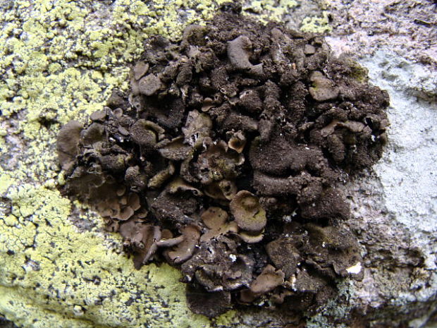 pupkovka hnedá Umbilicaria deusta (L.) Baumg.