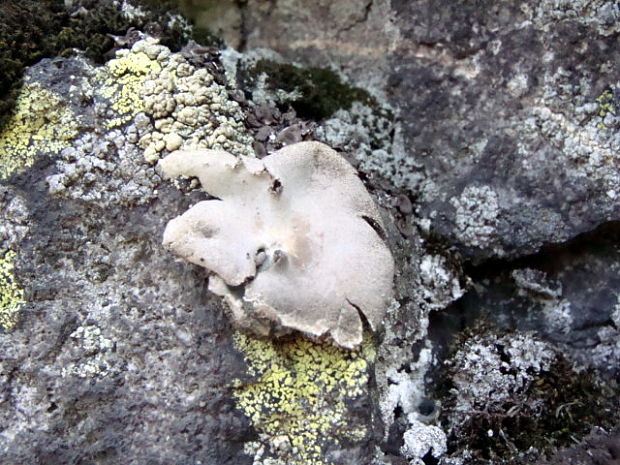 pupkovka sivá Umbilicaria hirsuta (Sw. ex Westr.) Ach.