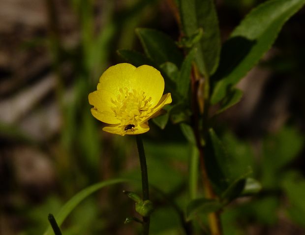iskerník Ranunculus sp.