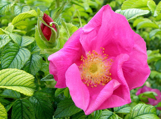 ruža vráskavá  Rosa rugosa Thunb.