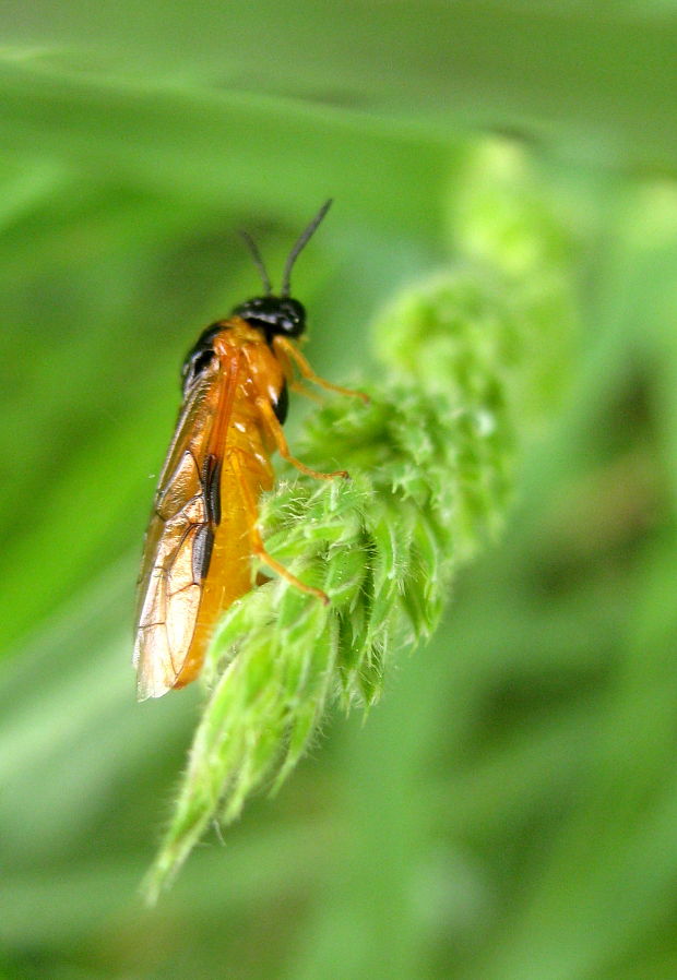 piliarka Selandria sp. serva
