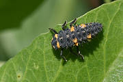 lienka sedembodková - larva
