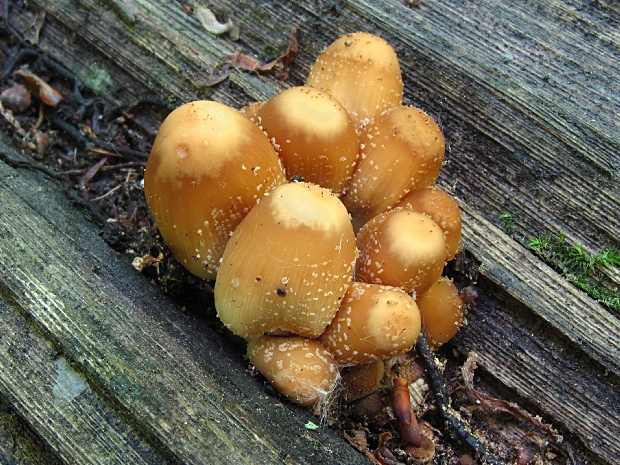 hnojník kmeňový Coprinellus truncorum (Scop.) Redhead, Vilgalys & Moncalvo