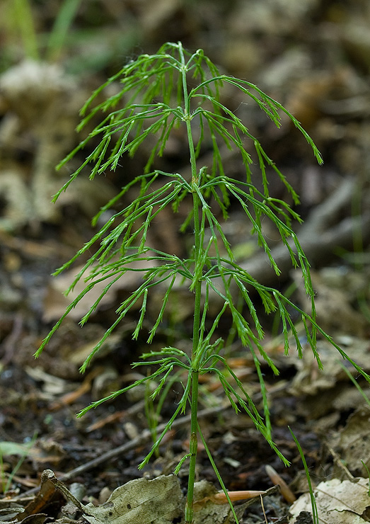 praslička močiarna Equisetum cf.palustre L.