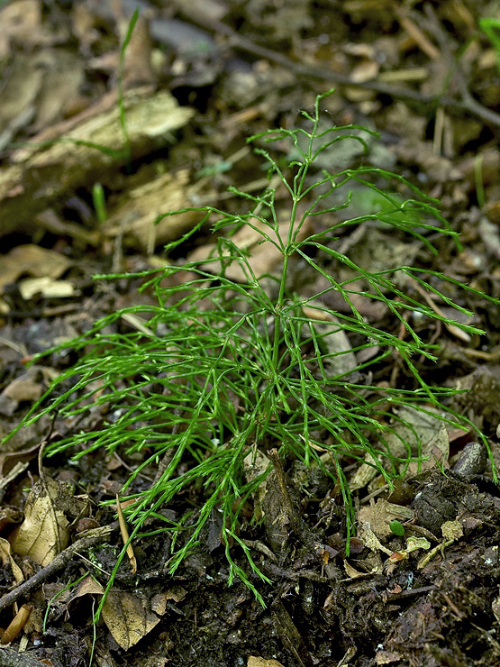 praslička močiarna  Equisetum cf.palustre L.