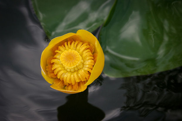 leknica žltá - květ Nuphar lutea (L.) Sm.