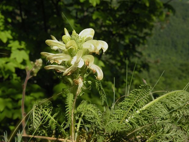 všivec chochlatý Pedicularis comosa L.