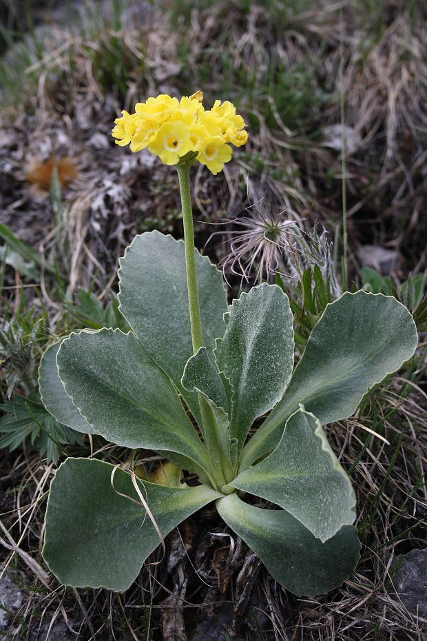 prvosienka holá Primula auricula L.