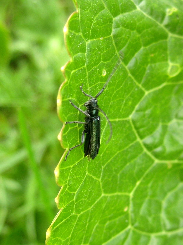 fuzáč Agapanthia violacea