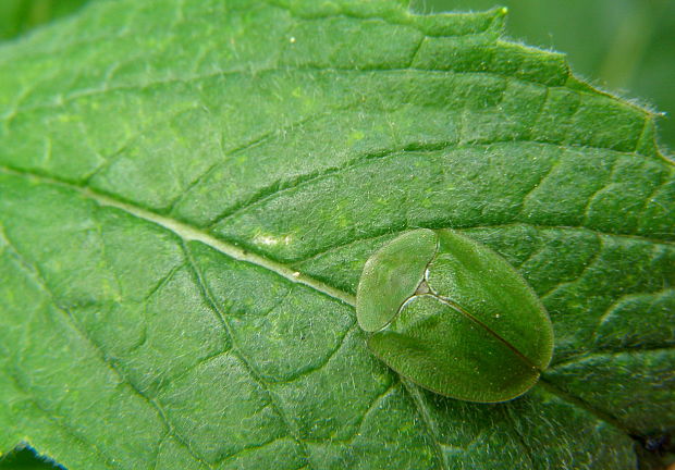 štítnatec zelený Cassida viridis (L.) Willd.
