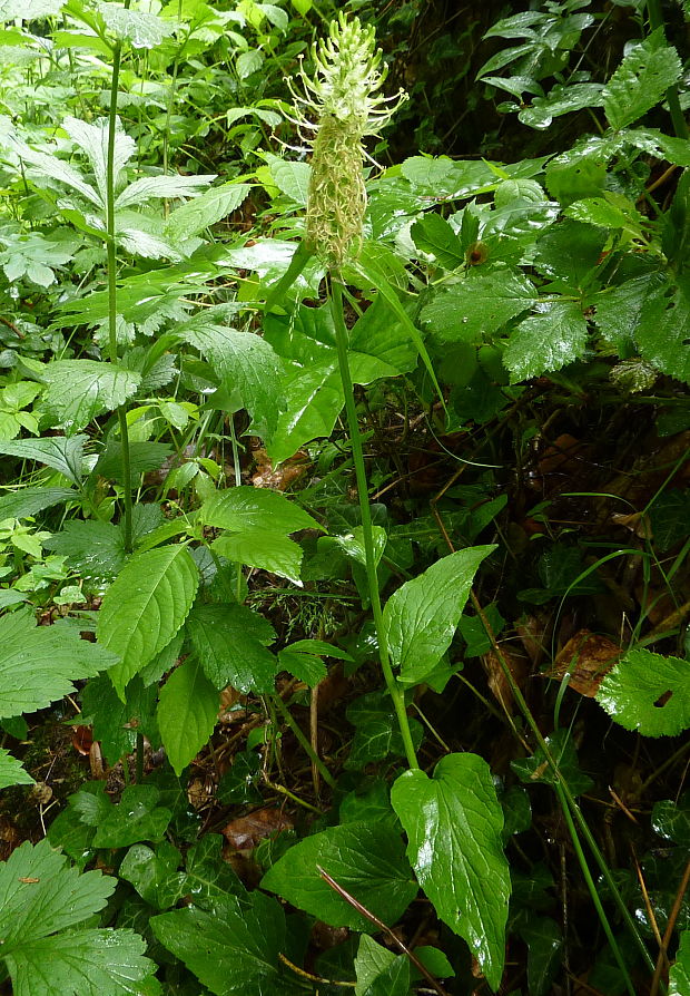zerva klasnatá Phyteuma spicatum L.