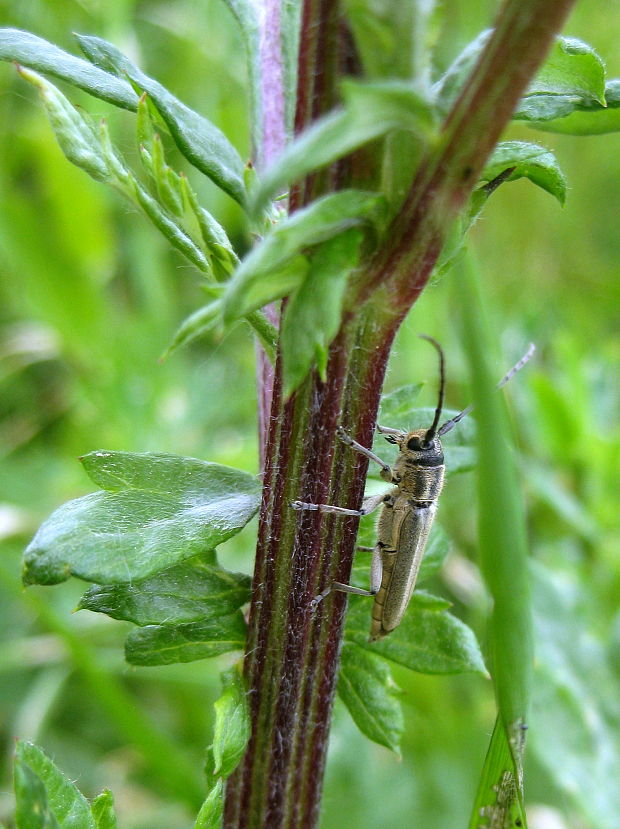 fuzáč Phytoecia nigricornis