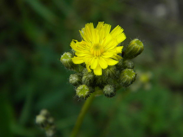 chlpánik mnohokvetý Pilosella floribunda (Wimm. et Grab.) Arv.-Touv.