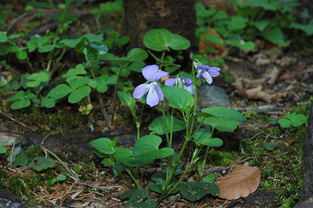 fialka lesná Viola reichenbachiana Jord. ex Boreau