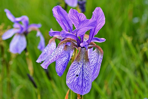 kosatec sibírsky Iris sibirica L.