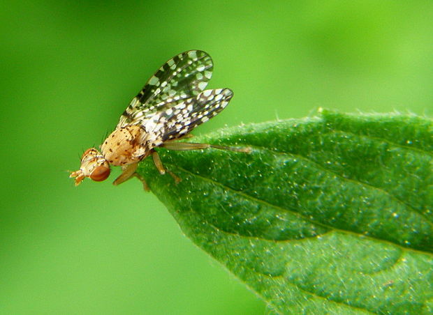 muška Trypetoptera punctulata