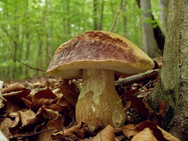 posledný mohykán