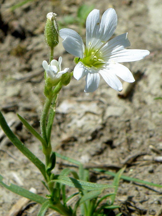 rožec roľný Cerastium arvense L.