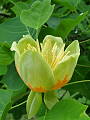 laliovnik tulipanokvety