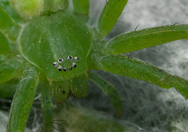 osemočko smaragdové Micrommata virescens