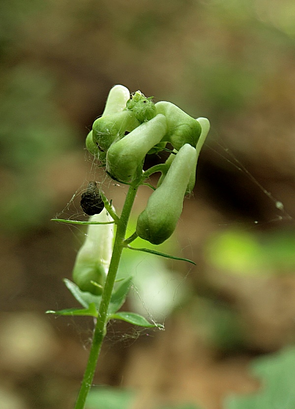 prilbica moldavská Aconitum moldavicum Hacq. ex Rchb.