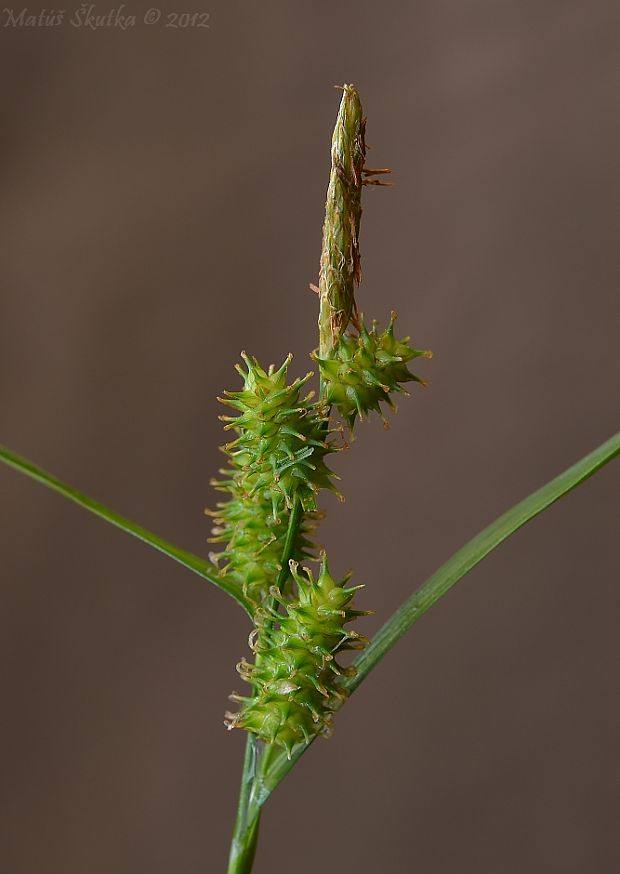 ostrica sklonená Carex tumidicarpa Andersson