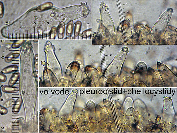 vláknica plstnatá Inocybe lacera (Fr.) P. Kumm.