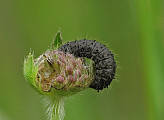 váhavec čierny -larva