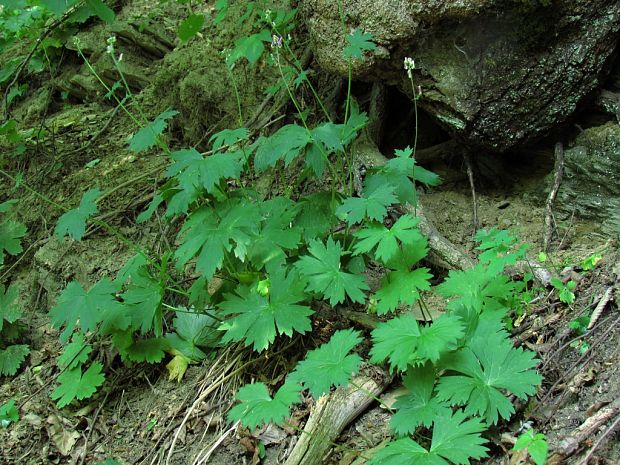 prilbica moldavská-biotop Aconitum moldavicum Hacq. ex Rchb.