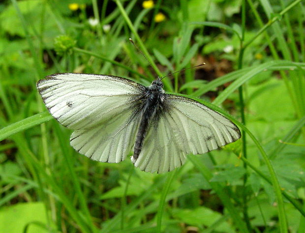 mlynárik repkový Pieris napi