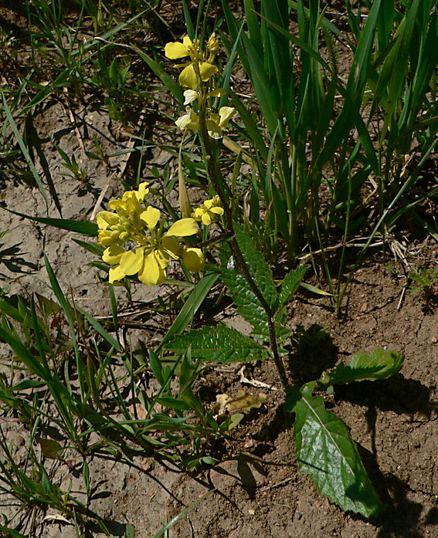 horčica roľná Sinapis arvensis L.