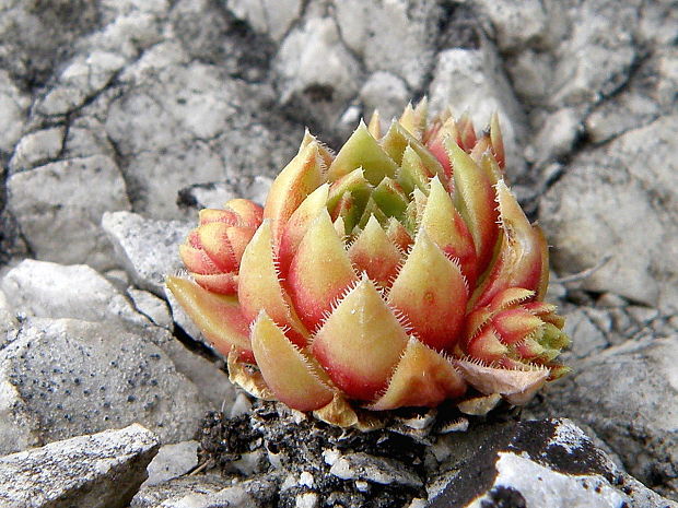 skalničník guľkovitý Jovibarba globifera (L.) J. Parn.