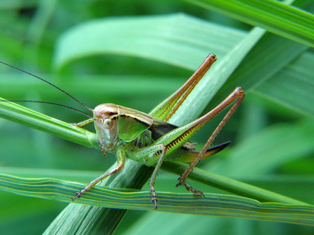kobylka lúčna Metrioptera roeselii