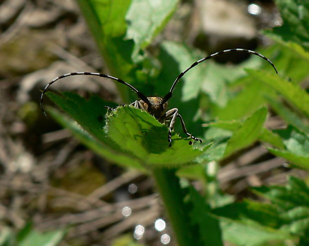 vrzúnik - kozlíček Agapanthia villosoviridescens DeGeer, 1775