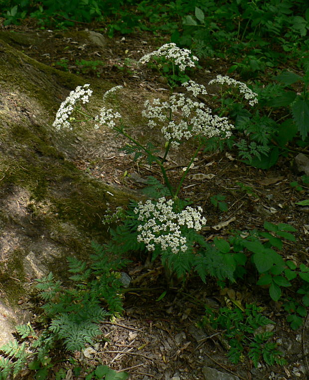 trebuľka lesná - kerblík lesní Anthriscus sylvestris (L.) Hoffm.