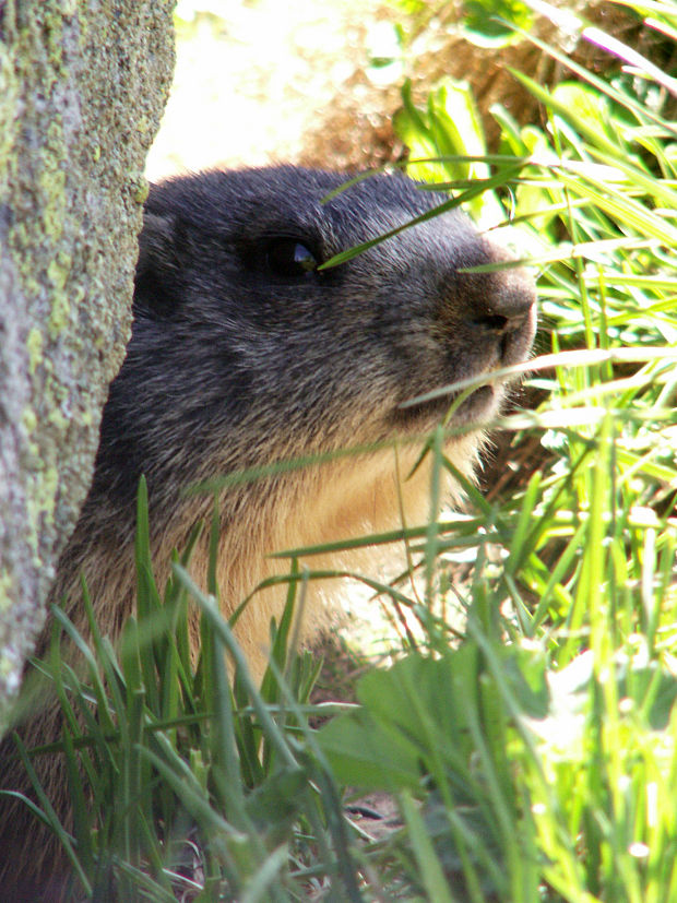 svišť vrchovský Marmota marmota