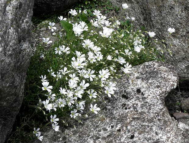 rožec roľný žľaznatý Cerastium arvense subsp. glandulosum (Kit.) Soó