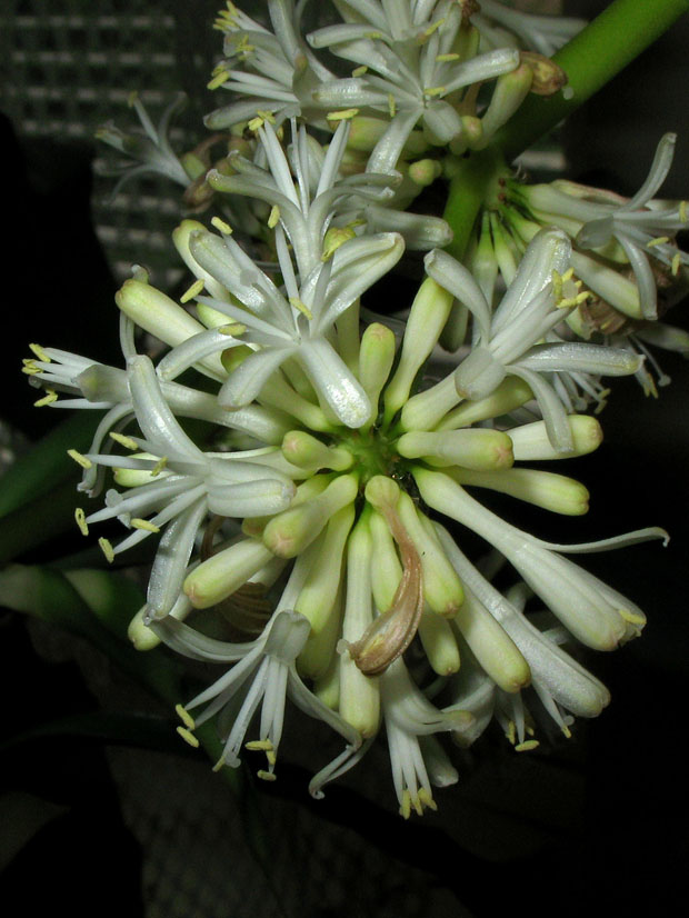 Dracena - detail kvetu večer Dracena fragrans
