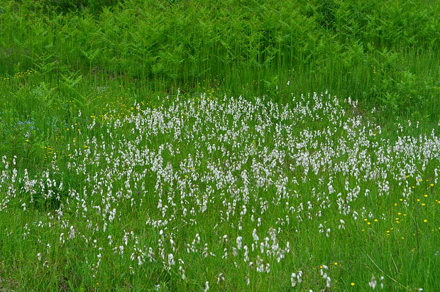 páperník širokolistý Eriophorum latifolium Hoppe